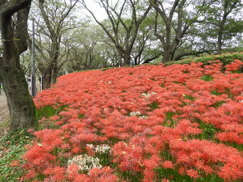 幸手市権現堂堤にて