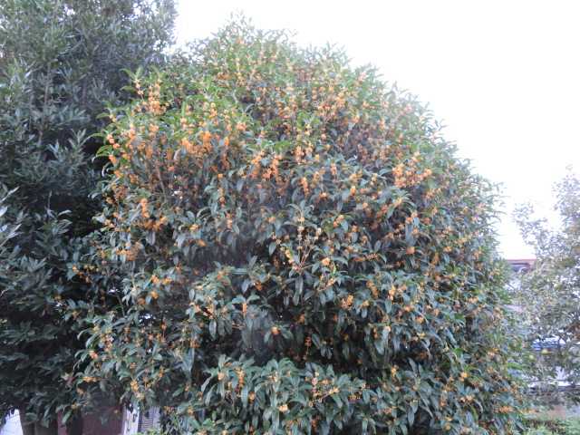 金木犀 キンモクセイ 銀木犀 棗 ナツメ の実 サフランモドキ 写真あり 私の好きな花 楽天ブログ