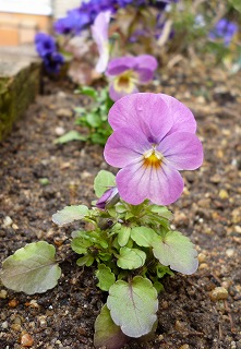 P1300633-ass.jpg