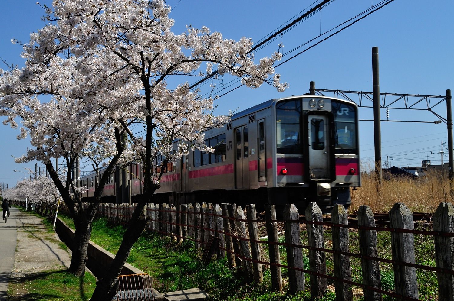 桜の下を行く701系／奥羽本線　秋田貨物→秋田　後追い