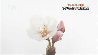 そめいよしの.jpg