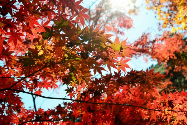 修善寺自然公園
