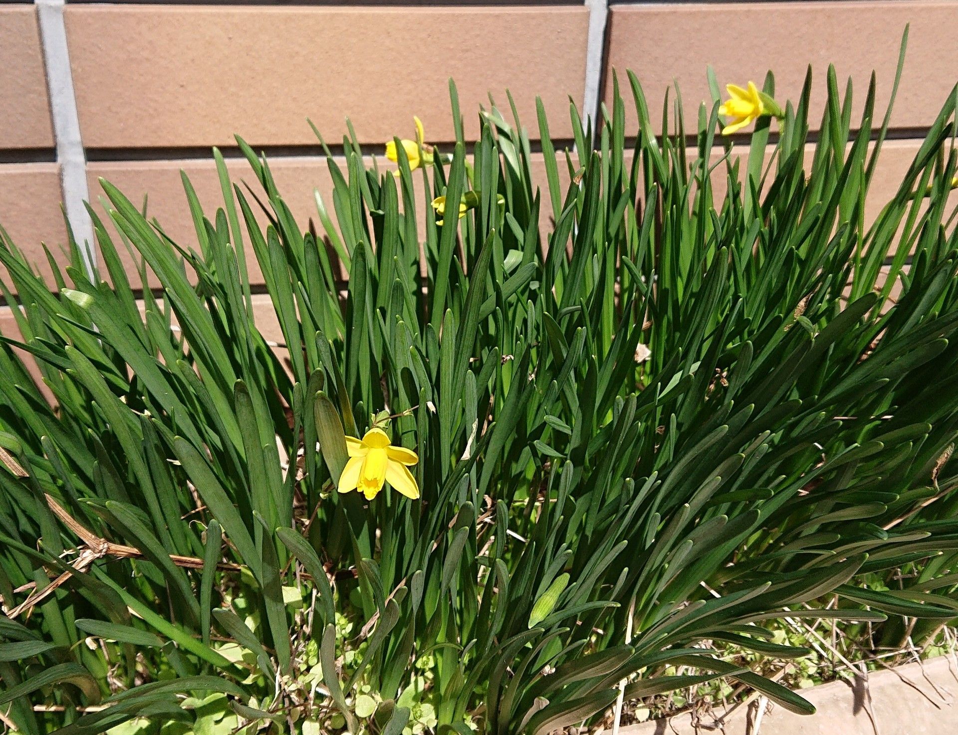 植えっぱなし球根 アネモネ 凛々花 ヒヤシンス 今年も花が少ない水仙 テータテート 趣味は園芸だけれども 楽天ブログ