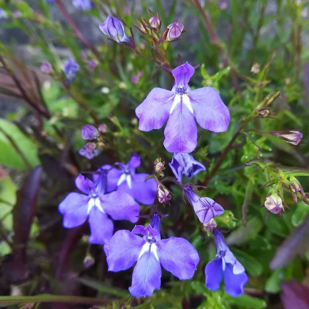 瑠璃溝隠の花 びいとるのブログ 楽天ブログ 瑠璃溝隠の花 びいとるのブログ 楽天ブログ
