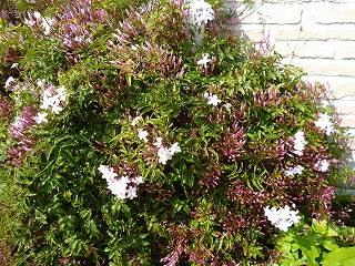 P1050554ss.jpg