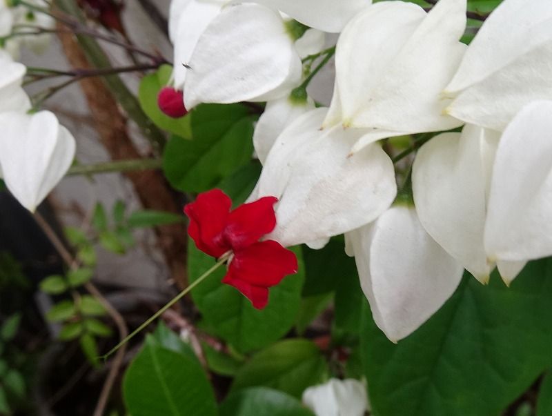 6月27日 呉服橋 五月山公園 池田市緑化植物園 城跡公園 呉服橋 Gazengamaのブログ 散歩中に出合った花と趣味の陶芸作品 楽天ブログ