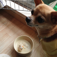とりのごちそう