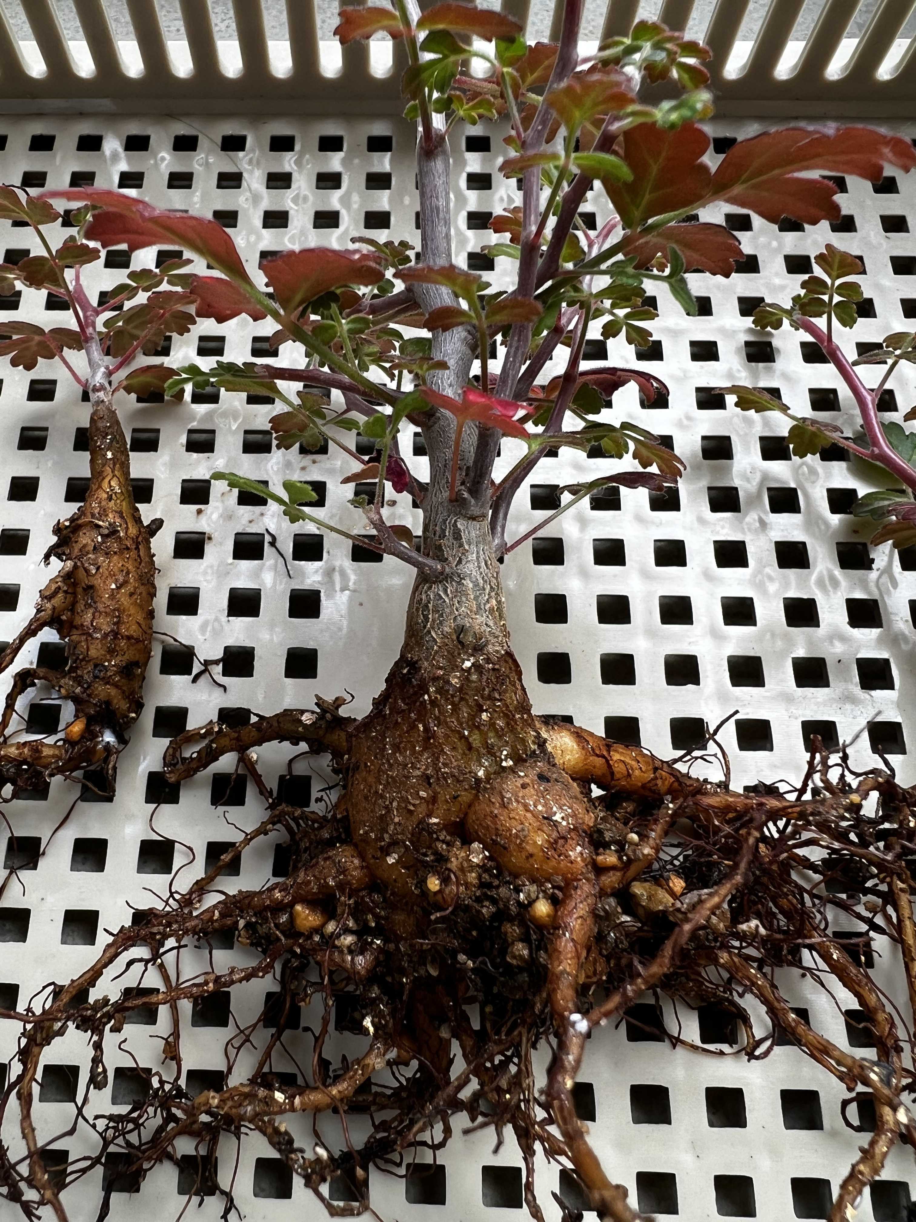 パキコルムス ディスカラー 実生記録④(植替え) | 植物栽培