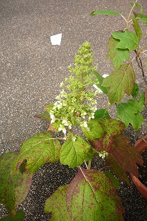P1300420ss.jpg