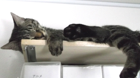 すずひめ　12月21日　最上段　睡眠.jpg