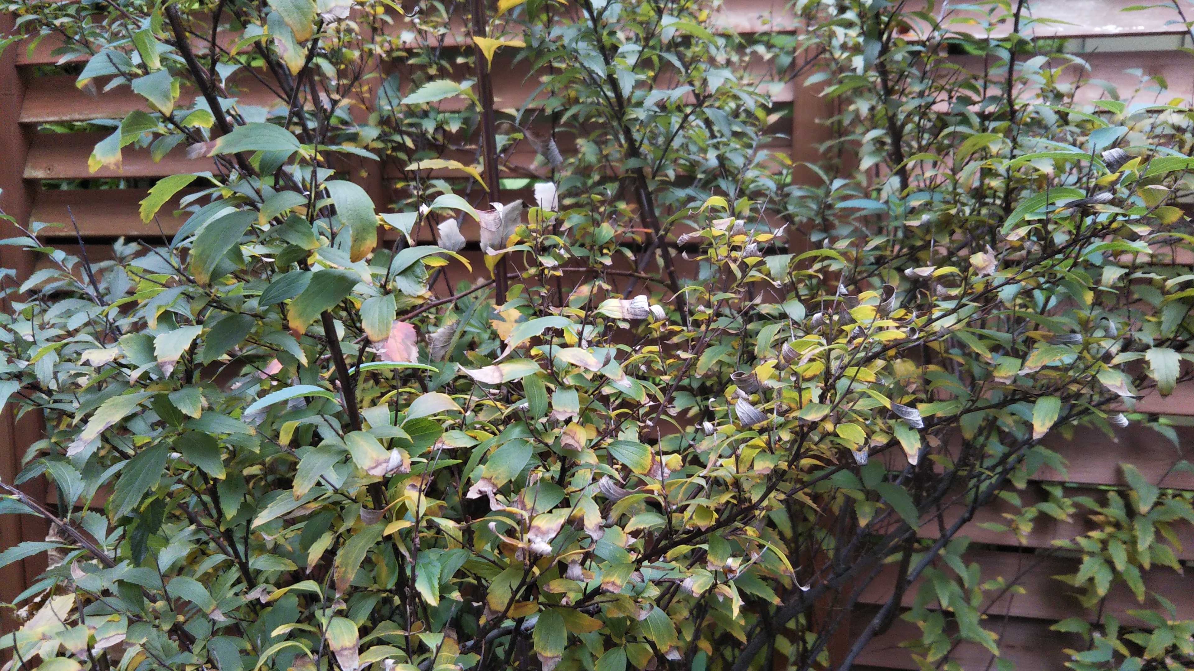 病院ついでにホーマック 庭の落葉 ジャノメエリカ シェードガーデンと猫 楽天ブログ