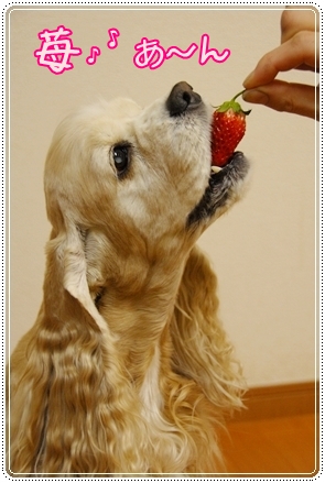 苺～あ～ん♪.JPG