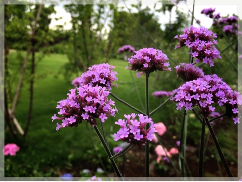 横浜イングリッシュガーデン