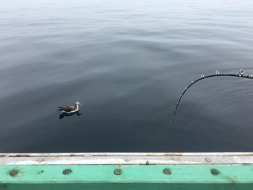 160528海鳥もプカプカ
