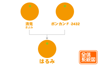 はるみちゃん系統図