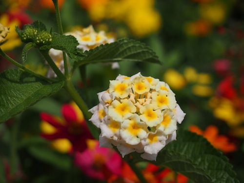 PA071011.JPG