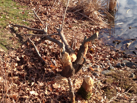 beaver damage.JPG