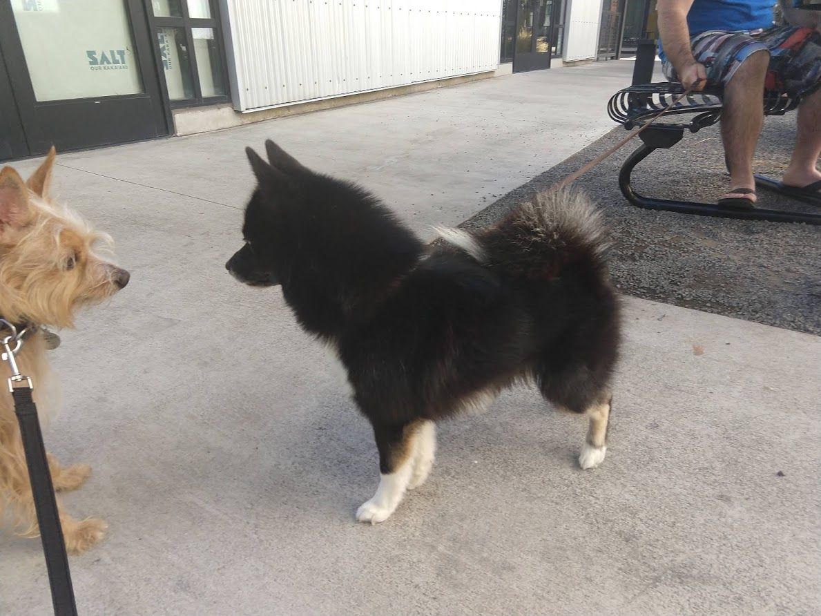 今日のカカアコ キアヌ 12 26 18 ハワイで愛犬とセミリタイア生活 楽天ブログ