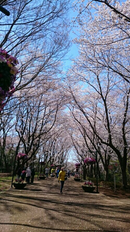 孫とアンデルセン公園の乗り物全制覇 山への情熱 音楽への愛 楽天ブログ