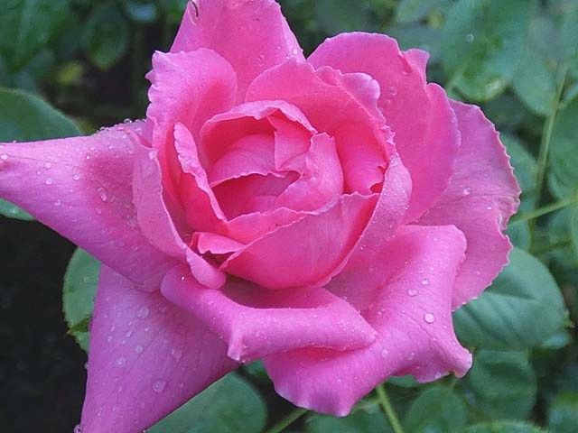 雨に濡れたバラ オリジナルの彩 さやか 羽衣 クリーミーエデンなど 新芽のクリスマスローズ植え場所 バラの美と香りを求めて 楽天ブログ