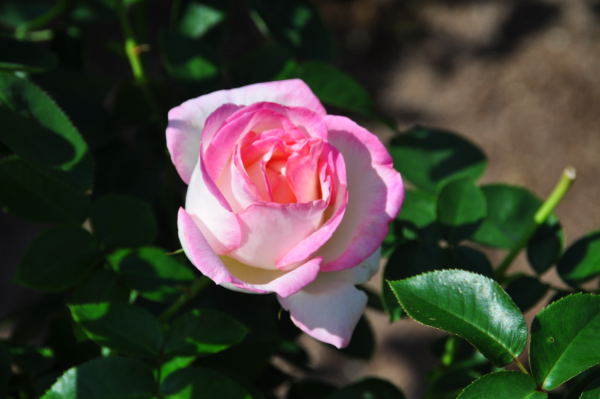 おとぎの森　秋薔薇