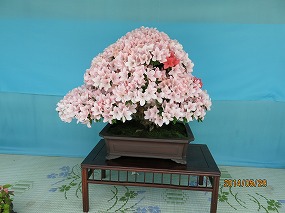 IMG_3137b.jpg