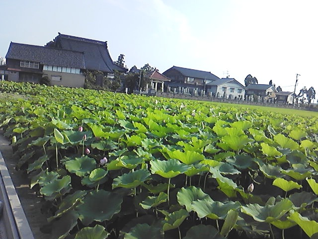 無量寺ハス畑