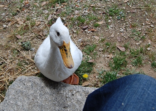DSC_0118.JPG
