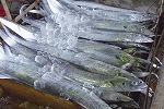 紀州　紀ノ太刀（有田箕島漁業協同組合 ）.jpg