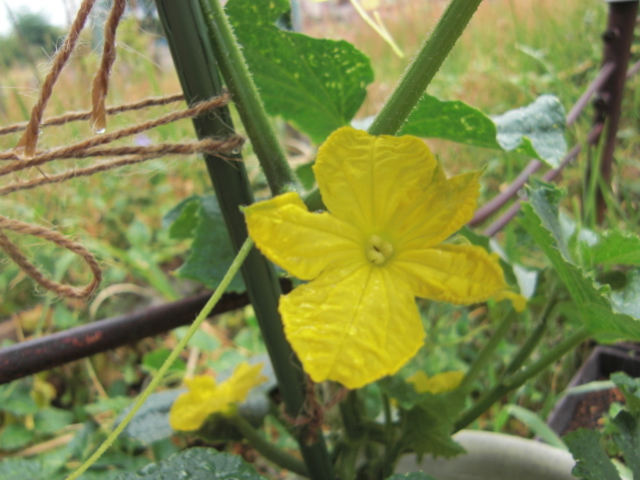20150603-2.JPG