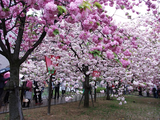 造幣局の桜.jpg