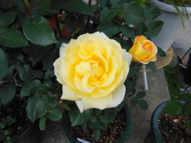 DSCN0085.JPG