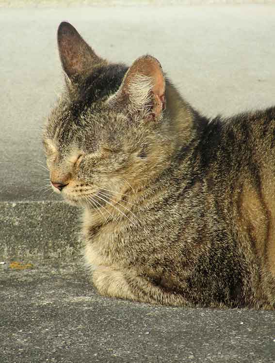我が家のニャンコ♪2016/1/12-03