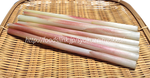 myougatake03.jpg