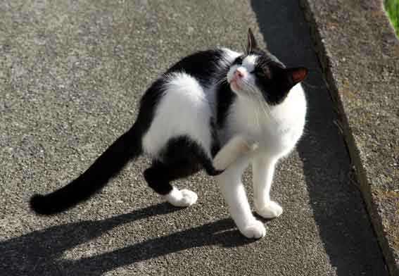 我が家のニャンコ♪2013/9/25-3