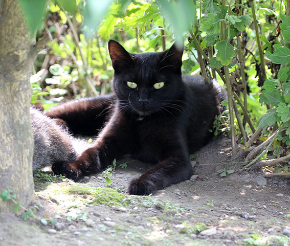 我が家のニャンコ♪2014/07/25-2