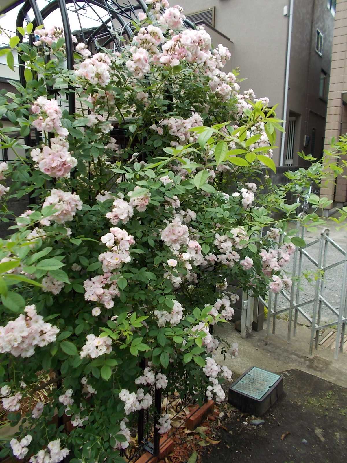 開花前に群舞の枝を切る！ | バラを咲かせることが好き。 - 楽天ブログ