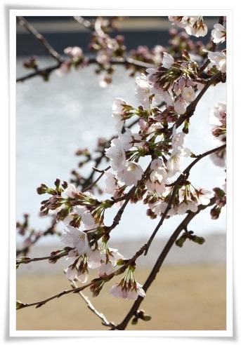 犀川-1 ソメイヨシノ-1 14.4.1