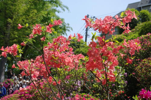 根津神社 つつじまつり