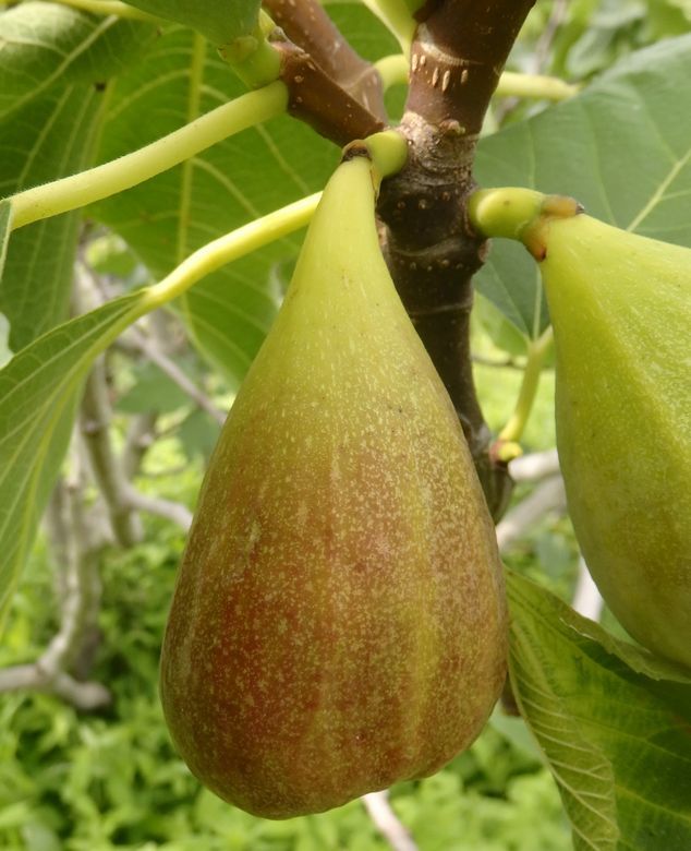 蓬莱柿 無花果 夏果の収穫開始 ショーン００７ａの日記 楽天ブログ