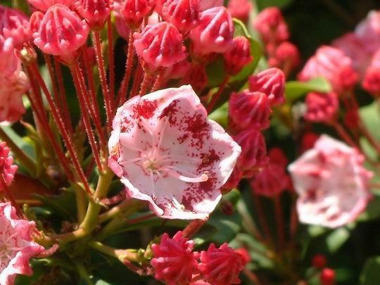 火曜日 曇り カルミア たかさんの書斎 楽天ブログ