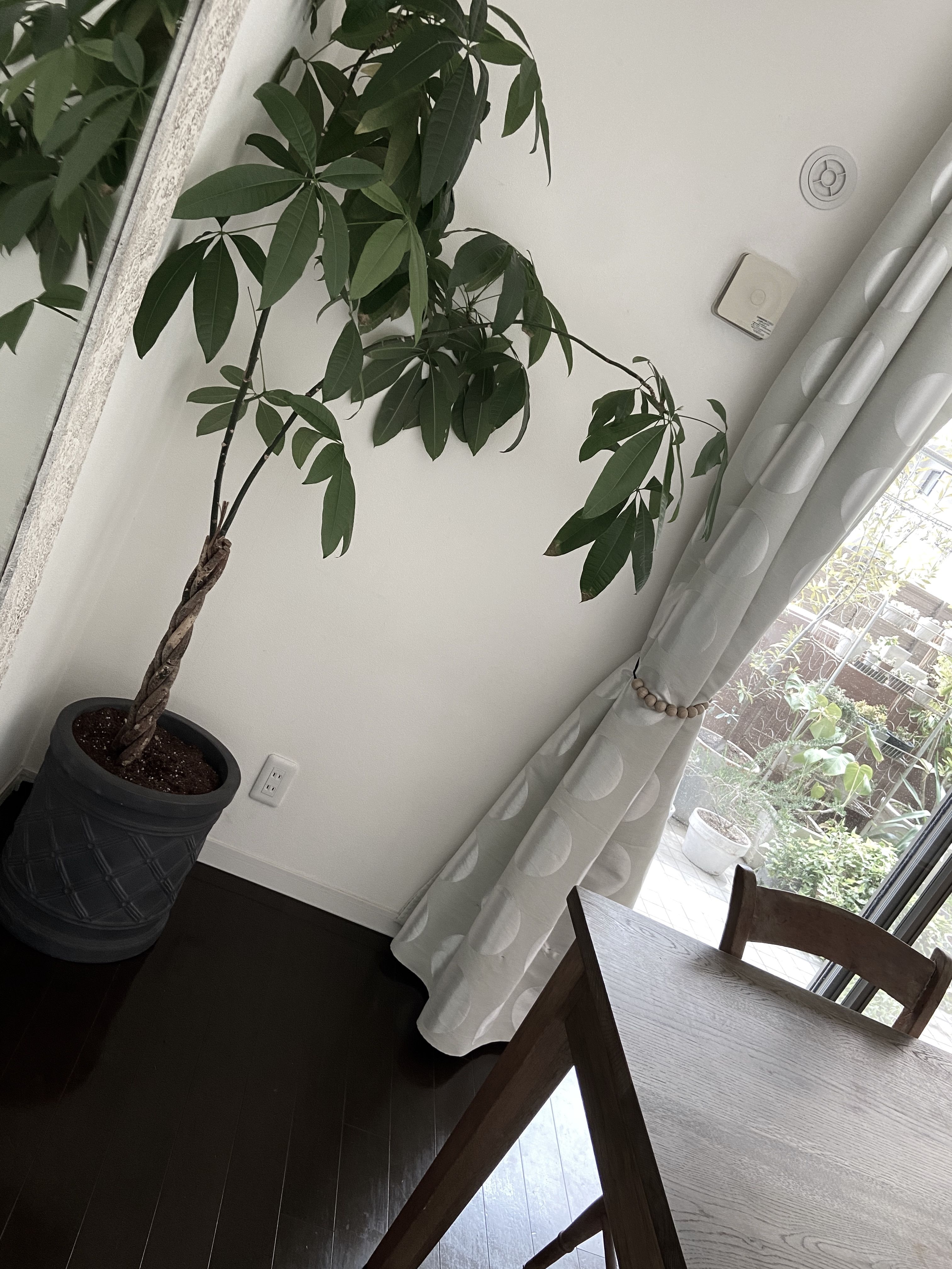 観葉植物の鉢 My Favorite Things 楽天ブログ