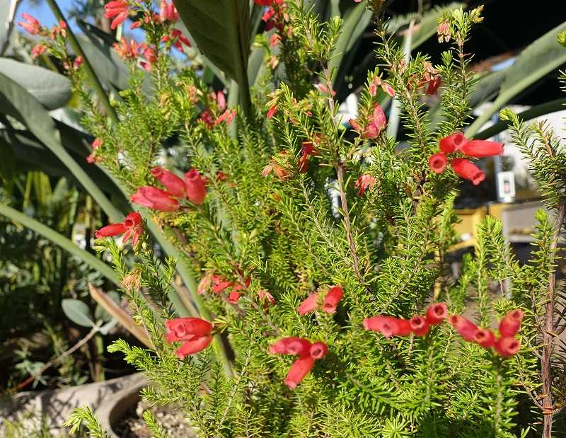 34ページ目の 今咲いている花 Gazengamaのブログ 散歩中に出合った花と趣味の陶芸作品 楽天ブログ