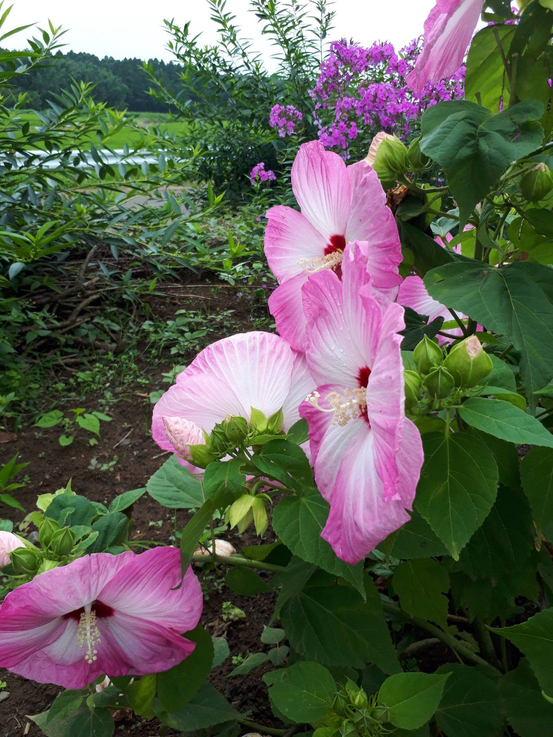 夏の花 アメリカフヨウなど 花の写真 楽天ブログ