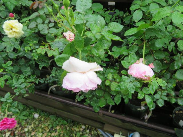 雨に耐えるバラたちと予定通りにいかない一日 ばぁばの薔薇の花園 楽天ブログ