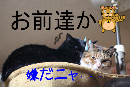 IMG_1420.png