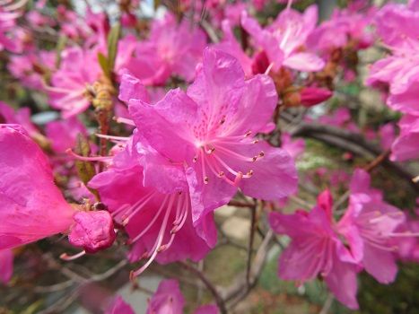 吉野ツツジと雪柳は ピンクと白の競演 挿し木ゼラニウムの花 静かな時が流れる 風の庭 楽天ブログ