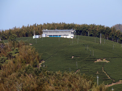茶園が作られています