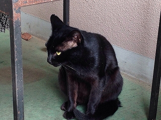これも黒猫