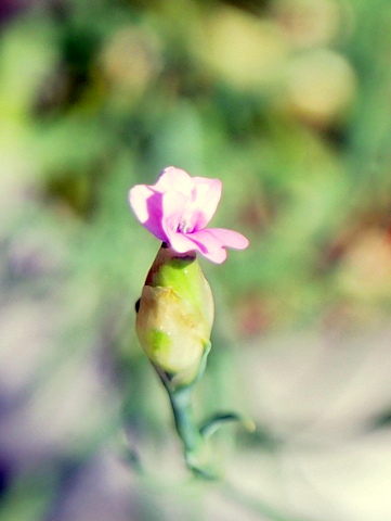 コモチナデシコの花